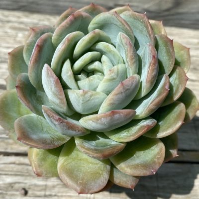 SH39455 Echeveria hybrid
