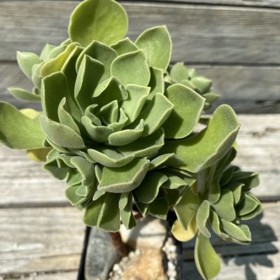 SH39491 Aeonium 'Goblin'