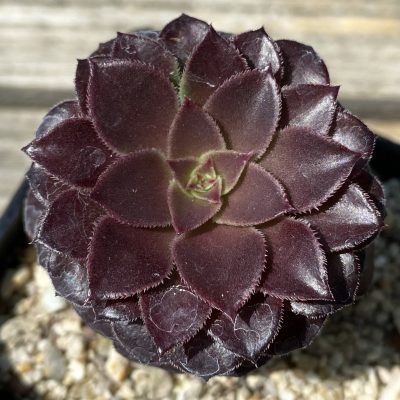 SH39492 Aeonium sp.
