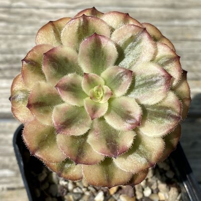 SH39493 Aeonium sp.
