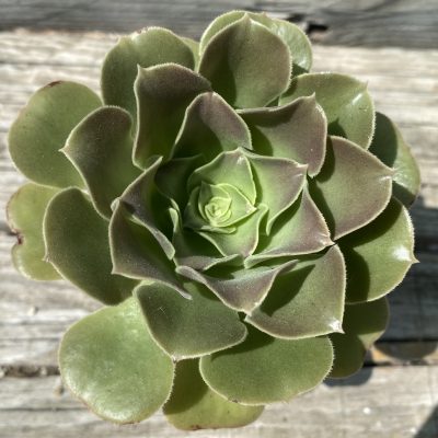 SH39494 Aeonium 'Blushing Beauty'