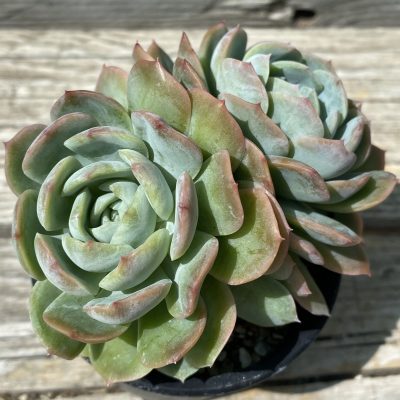 SH39456 Echeveria hybrid