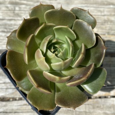 SH39457 Echeveria 'Brown Rose'