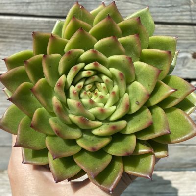 SH39452 Echeveria 'Red Tips' hybrid