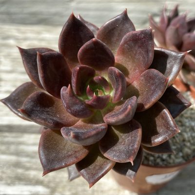 SH39458 Echeveria 'Black Prince'