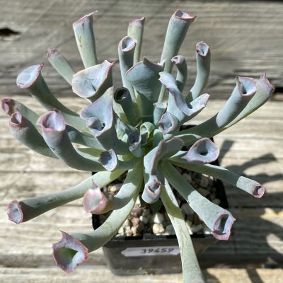 SH39459 Echeveria 'Trumpet Pink'