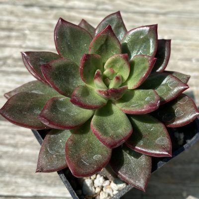 SH39460Echeveria ‘Chapote’