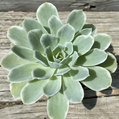 SH39461 Echeveria 'Lemon Lime'