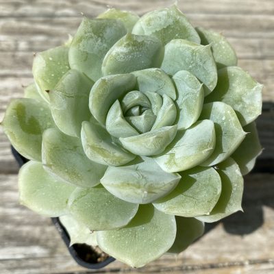SH39462 Echeveria 'Red Velvet'