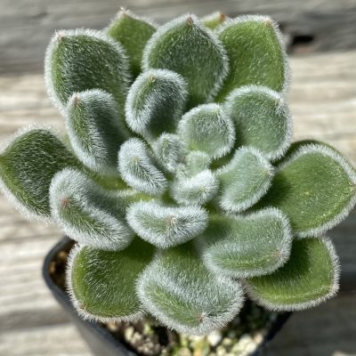 SH39463 Echeveria setosa