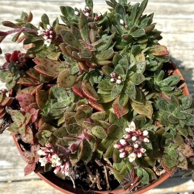 SH39495 Crassula exilis