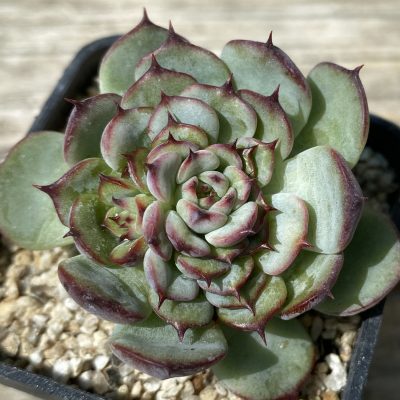 SH39464 Echeveria hybrid