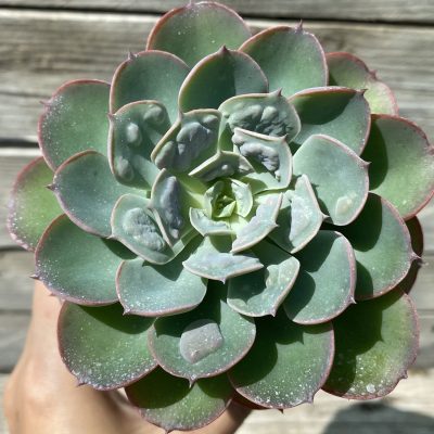 SH39465 Echeveria 'Raindrops'