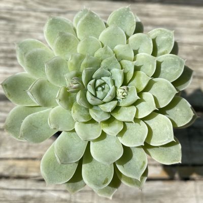 SH39466 Echeveria 'Elegans' hybrid