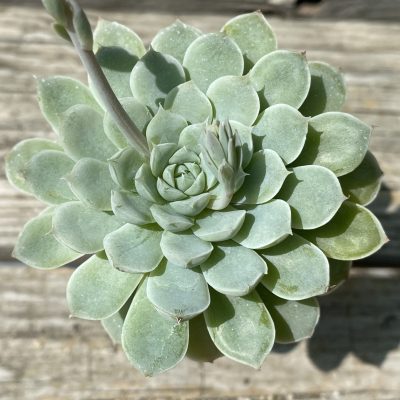 SH39467 Echeveria 'Elegans' hybrid