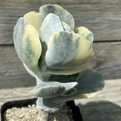 SH39468 Cotyledon undulata f. variegata