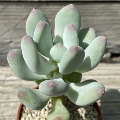 SH39469 Pachyphytum 'Blue Baby'