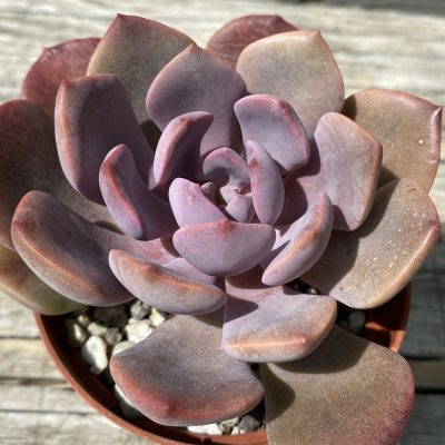 SH39453 Echeveria 'Betrayal Rose'