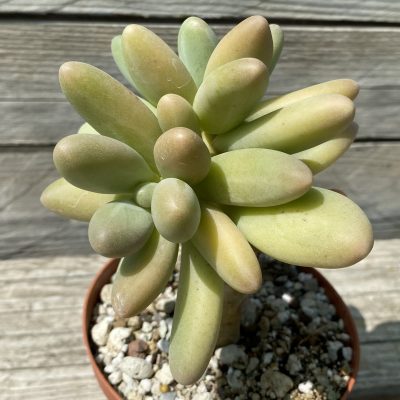 SH39471 Pachyphytum ‘Bracteosum Fitkai’
