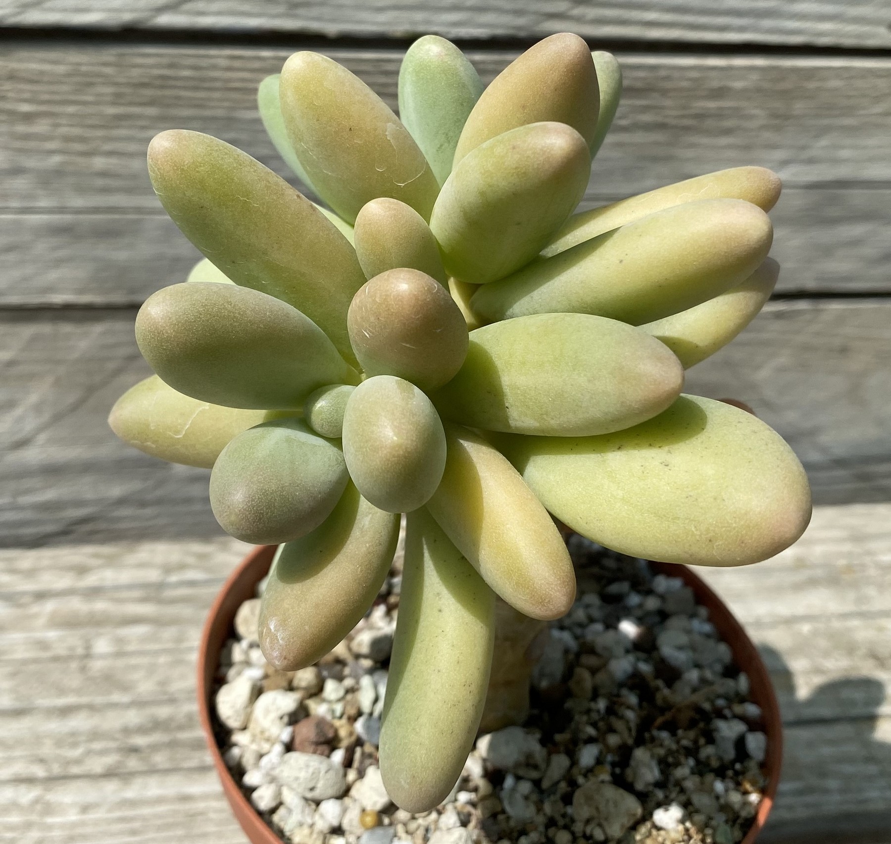 SH39471 Pachyphytum ‘Bracteosum Fitkai’