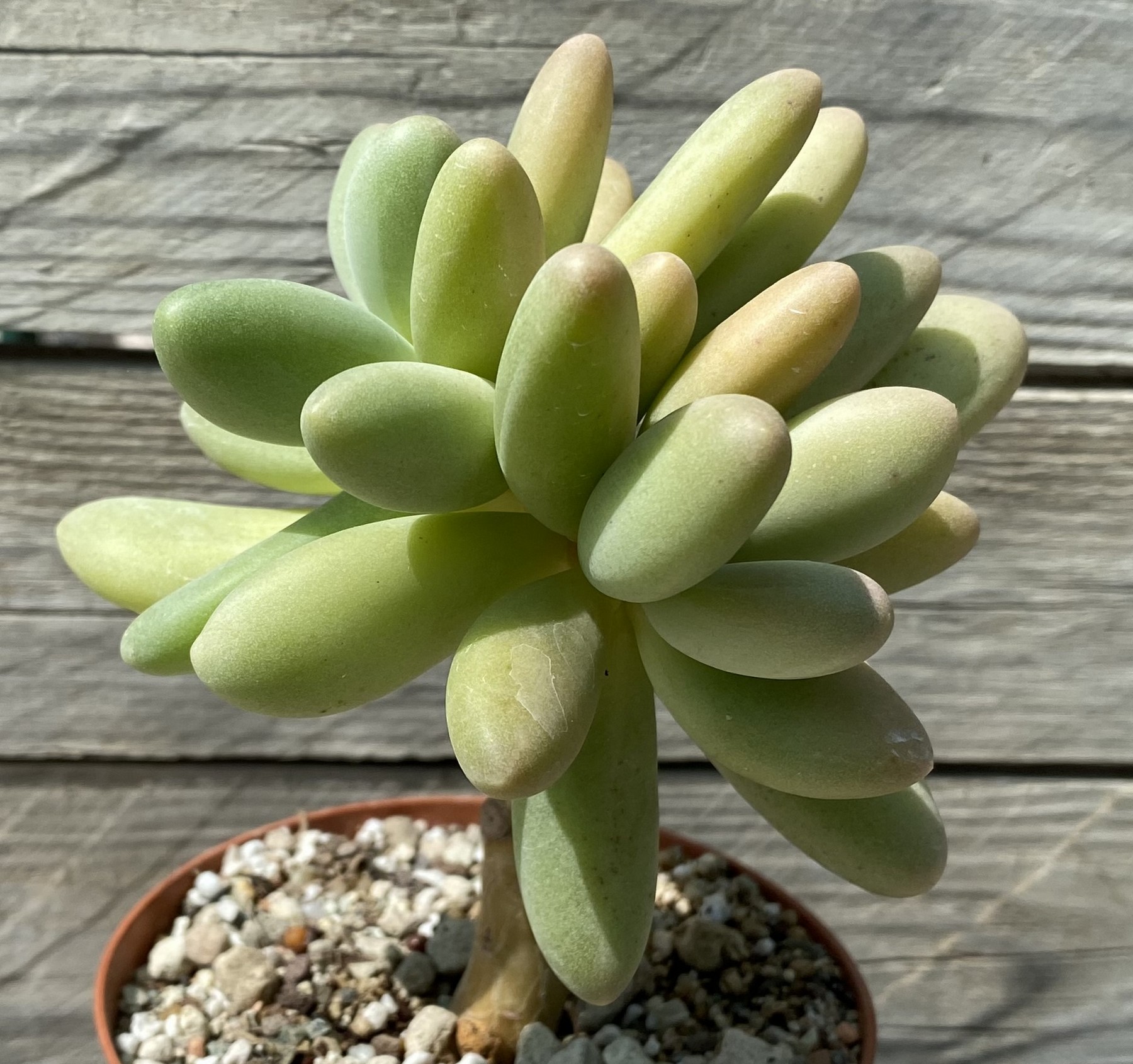 SH39471 Pachyphytum ‘Bracteosum Fitkai’ – Bild 2