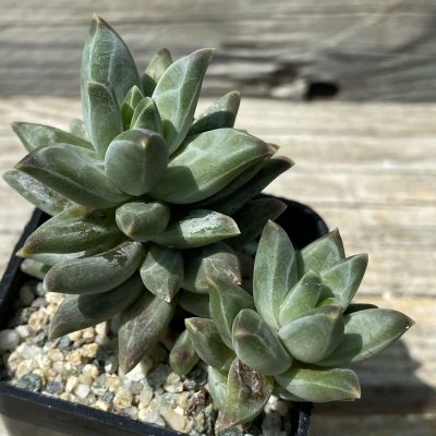 SH39472 Pachyphytum compactum