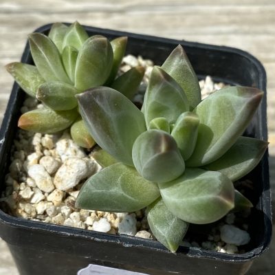SH39473 Pachyphytum compactum