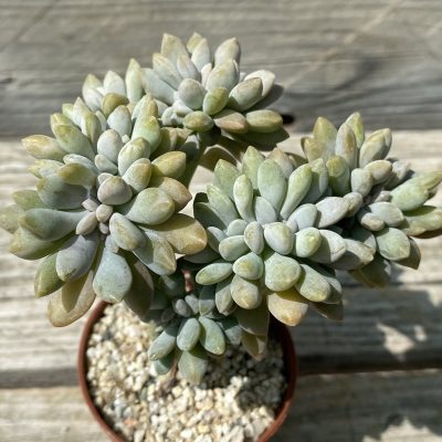 SH39474 Graptophytum 'Supreme' f. cristata