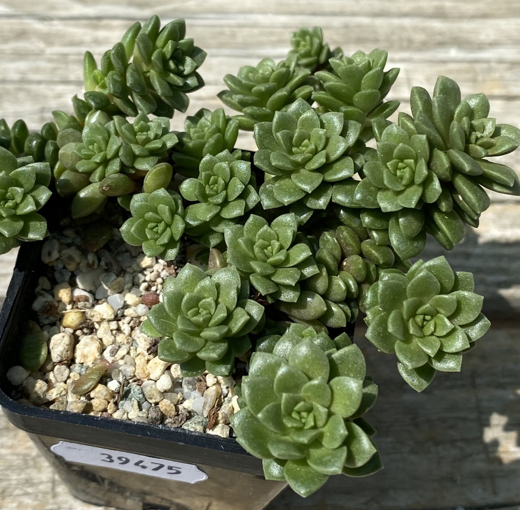 SH39475 Cremnosedum ‘Little Gem’ – Bild 2