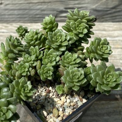SH39475 Cremnosedum ‘Little Gem’