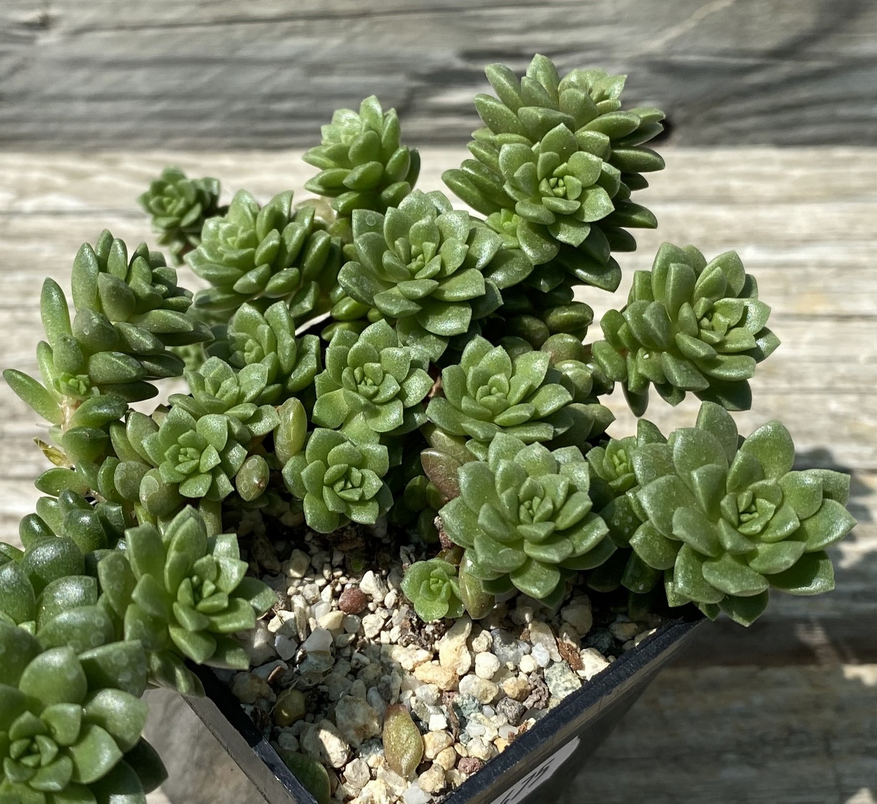 SH39475 Cremnosedum ‘Little Gem’