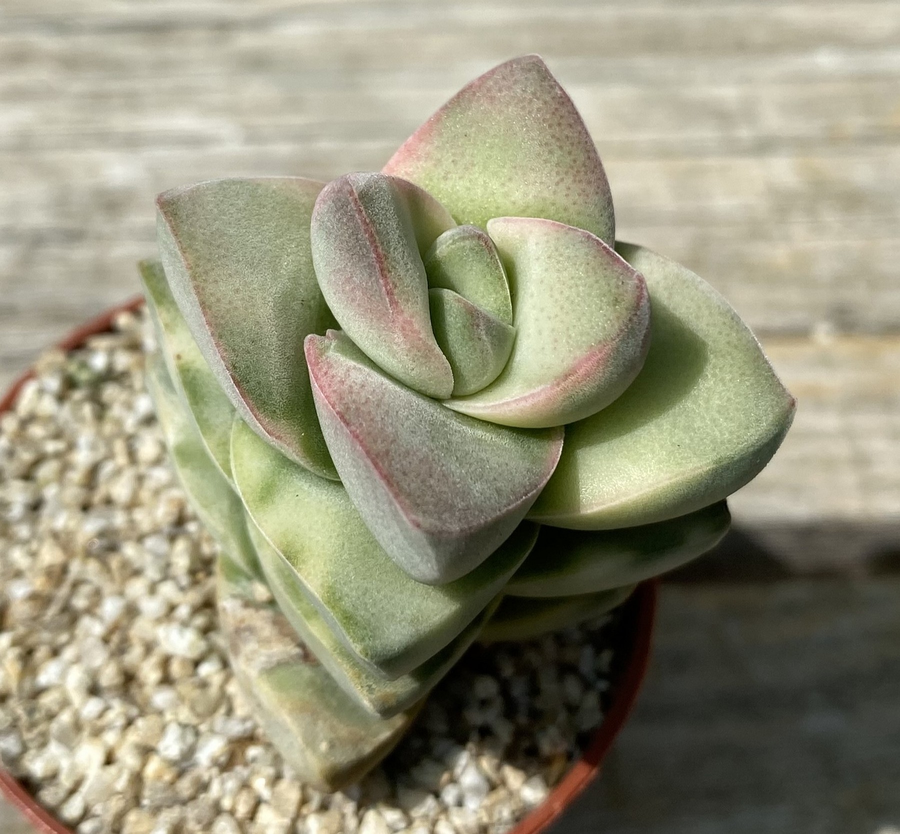 SH39476 Crassula 'Moonglow' f. variegata – Bild 2