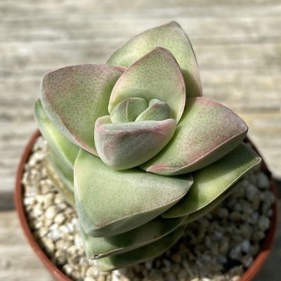 SH39476 Crassula 'Moonglow' f. variegata