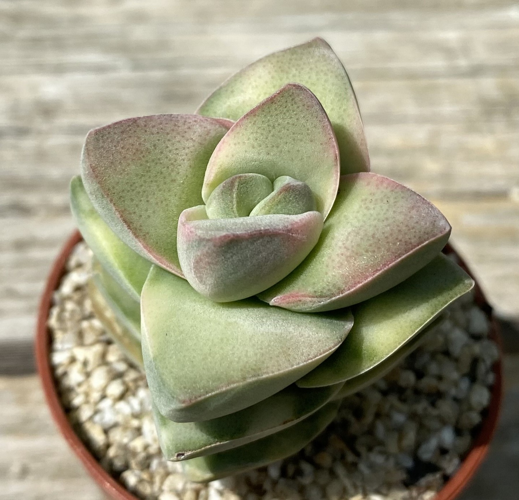 SH39476 Crassula 'Moonglow' f. variegata