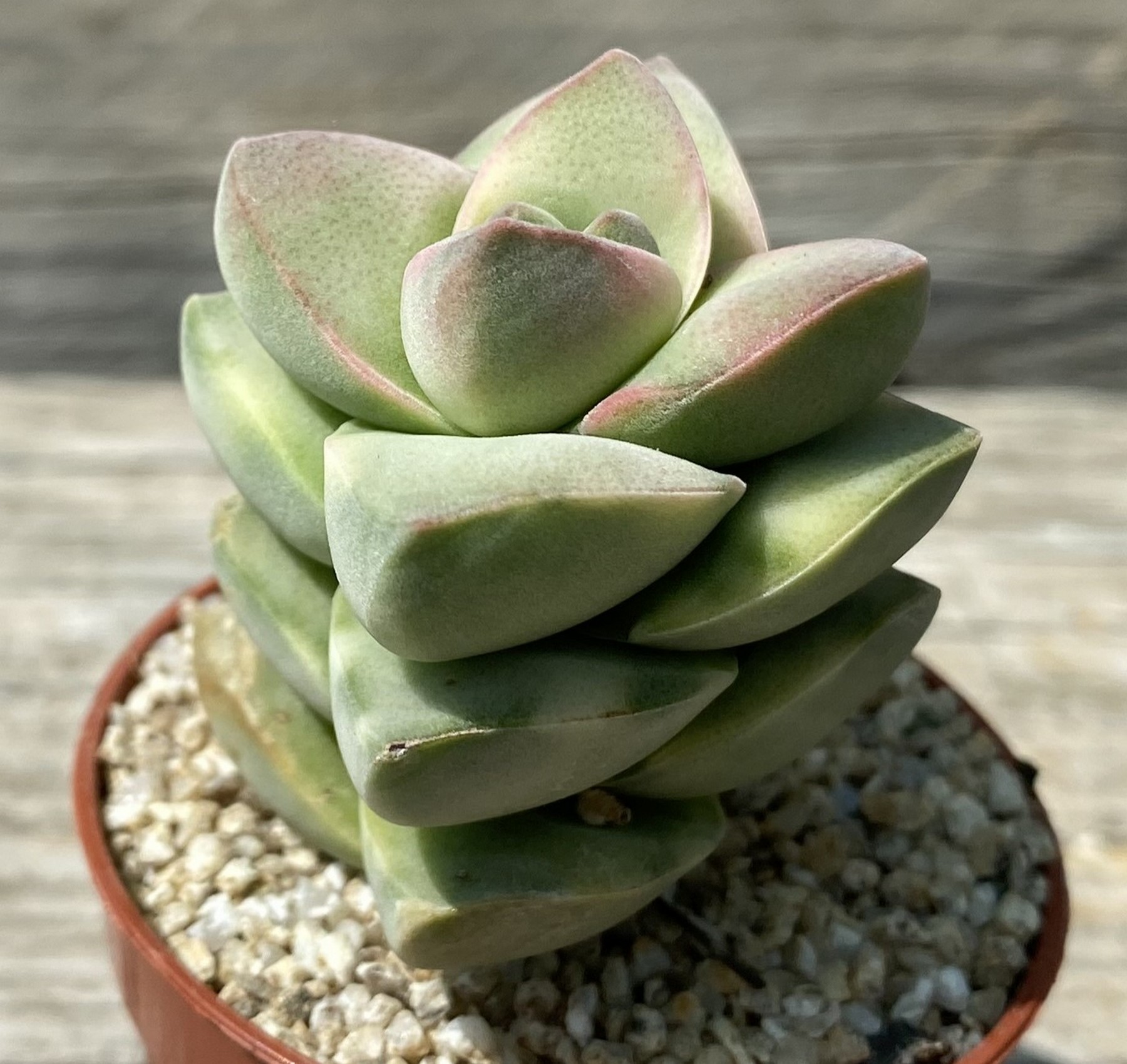 SH39476 Crassula 'Moonglow' f. variegata – Bild 3