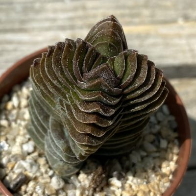 SH39477 Crassula 'Buddha's Temple'