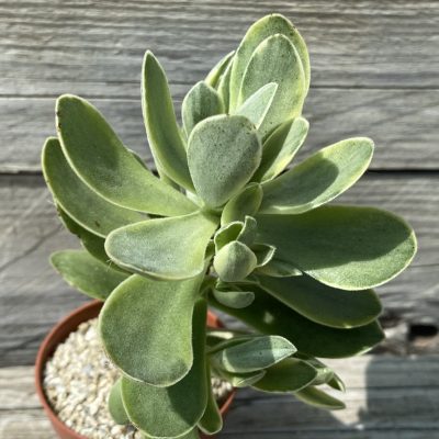 SH39479 Crassula 'Rusby' f. variegata