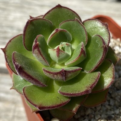 SH39454 Echeveria 'Joan Daniel'