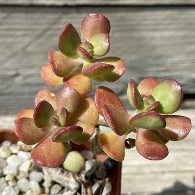SH39480 Sedum 'Dendroideum'