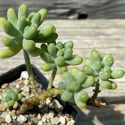 SH39481 Sedum pachyphyllum