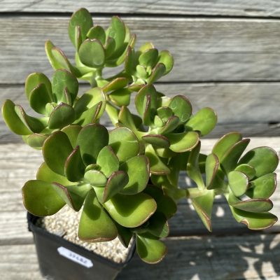 SH39482 Sedum 'Dendroideum'