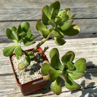 SH39483 Sedum 'Dendroideum'