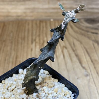 SH39737 Ceropegia bosseri