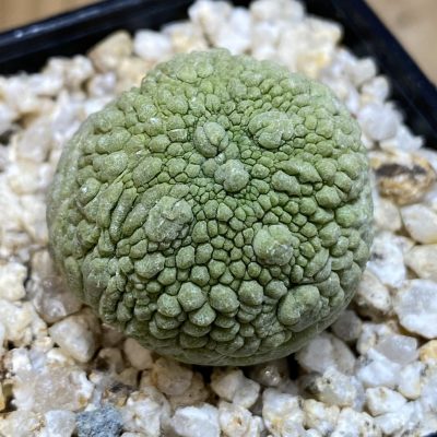 SH39741 Pseudolithos migiurtinus