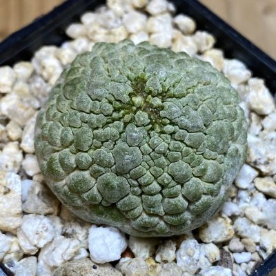SH39742 Pseudolithos migiurtinus