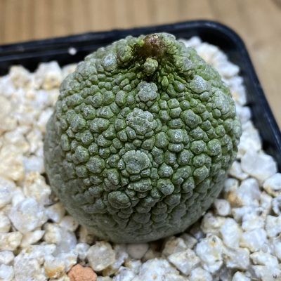 SH39743 Pseudolithos migiurtinus hybrid