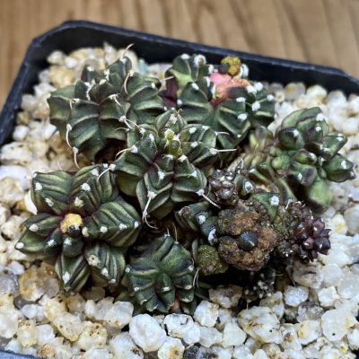 SH39744 Gymnocalycium mihanovichii 'Green Crocodile'