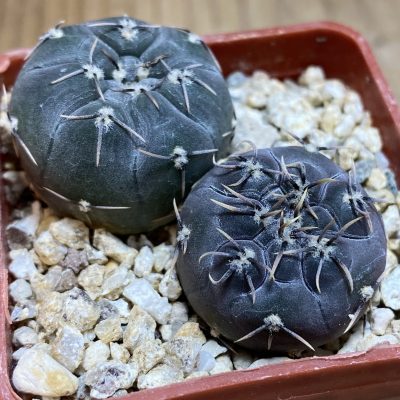 YAR39750 Gymnocalycium berchtii VS161