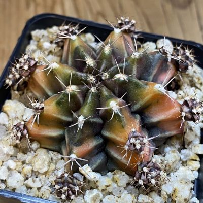 SH39745 Gymnocalycium mihanovichii 'Root Beer'
