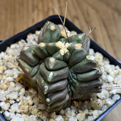 SH39746 Gymnocalycium mihanovichii ‘North Star'